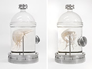 Octoplasma cell-sculpture